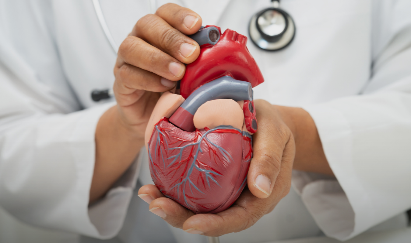 santé cardio-neuro-vasculaire