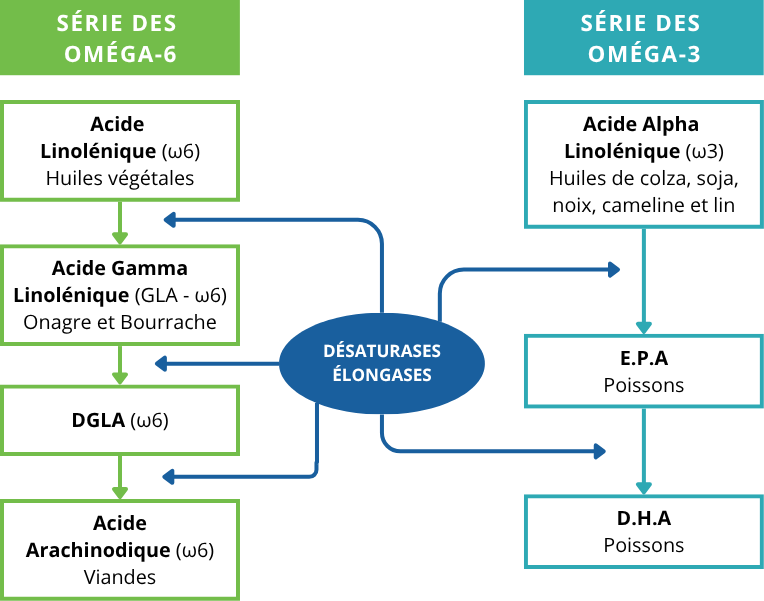 transformation des acides gras polytinsaturés_AMM